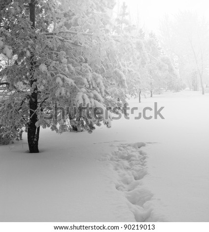 Winter forest, trees covered with rime