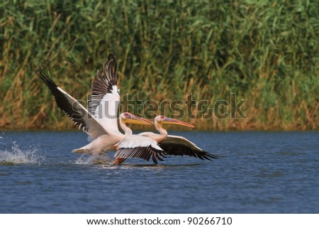 pelicans in flight in Danube Delta, Romania
