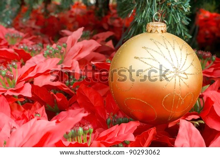 Golden Christmas ball hanging on green spruce branch over red Poinsettia(Christmas flower)