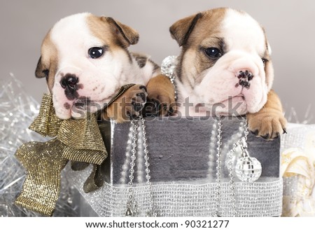 english Bulldog puppy and gifts christmas