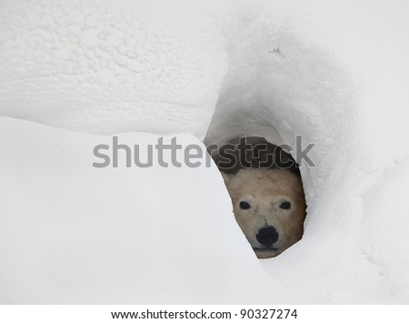 The polar bear looks out of a snow den Royalty-Free Stock Photo #90327274