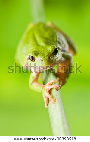 tree frog on grass stem closeup