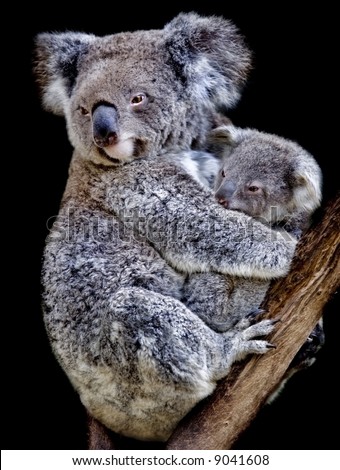 koala with a cub australia