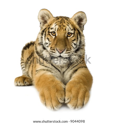 Tiger cub (5 months) in front of a white background
