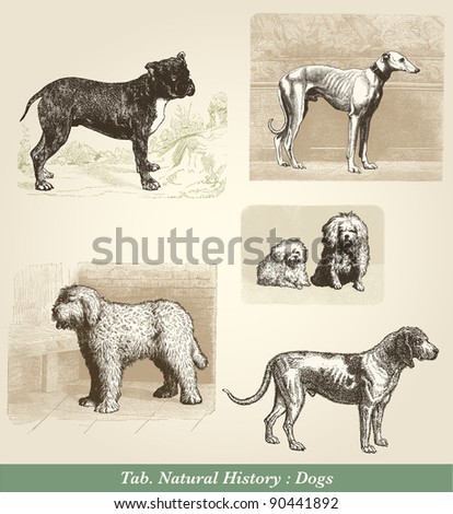 Dogs - Vintage engraved illustration - "Cent récits d'histoire naturelle" by C.Delon published in 1889 France