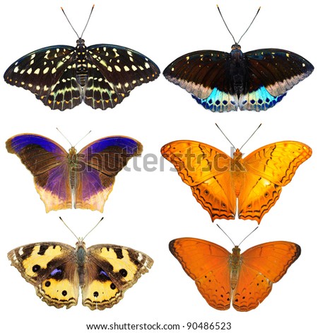  Collection of colored butterflies isolated on white from Thailand