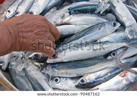 hand pick up fresh fish