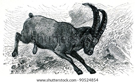 Alpine Ibex - Capra ibex - an illustration of the encyclopedia publishers Education, St. Petersburg, Russian Empire, 1896