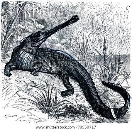 Gharial - Gavialis gangeticus  - an illustration of the encyclopedia publishers Education, St. Petersburg, Russian Empire, 1896