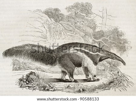 Giant Anteater old illustration. By unidentified author, published on Magasin Pittoresque, Paris, 1844