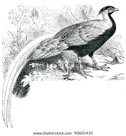 Silver Pheasant - Lophura nycthemera - an illustration by P. Mangelsdorff of the encyclopedia publishers Education, St. Petersburg, Russian Empire, 1896