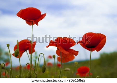 Flowerses, red poppy (Papaver) , close-up, picture with small depth of the sharpnesses on background sky