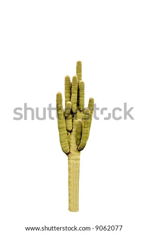 A isolated picture of a cactus taken in Arizona
