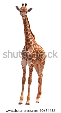 giraffe isolated on white background Royalty-Free Stock Photo #90634432