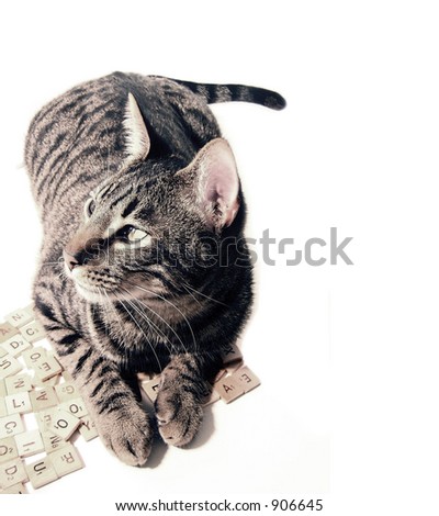 cat portrait with white background