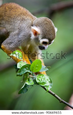 Close-up of a Common Squirrel Monkey (Saimiri sciureus; shallow DOF)