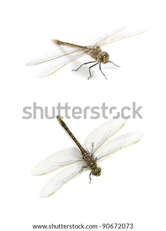 A close up shot of a dragon fly on white