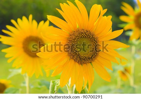 Sunflower-yellow color.