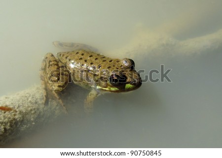  A sunlit northern leopard frog on a submerged branch in a murky pond