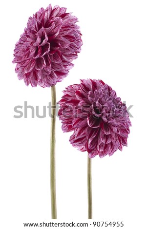 Studio Shot of  Red-violet Colored Dahlia Flowers Isolated on White Background. Large Depth of Field (DOF). Macro. Symbol of Elegance, Dignity and Good Taste.