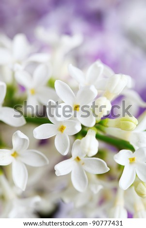 beautiful lilac flowers  close up, soft focus