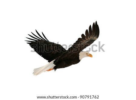 Soaring bald eagle ( Haliaeetus leucocephalus ) isolated on the white. Against a white background