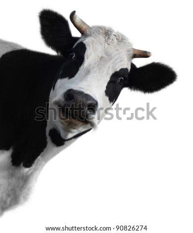 Funny cow isolated on a white background Royalty-Free Stock Photo #90826274