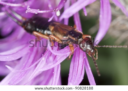 Earwig on thistle, extreme close-up