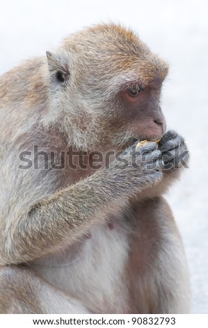 monkey is eating a bean in happy time