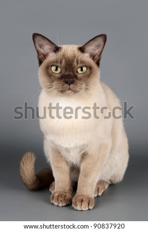 Cat on grey background