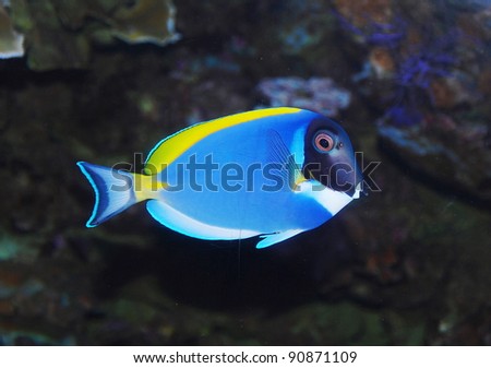 tropical sea surgeon fish in aquarium