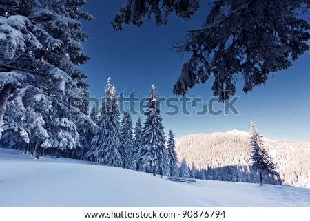 Beautiful winter landscape with snow covered trees.