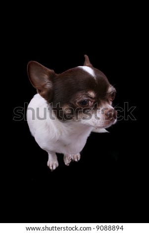 chihuahua on the black background