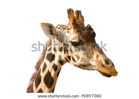 Giraffe portrait isolated on white