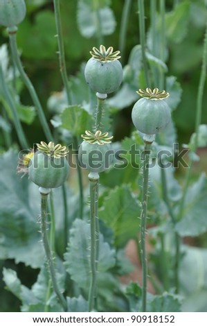 poppy seed capsules