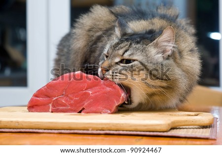 cat eating piece of meat from the kitchen table Royalty-Free Stock Photo #90924467