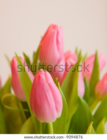 Pink Tulips, isolated on white with a narrow depth of field
