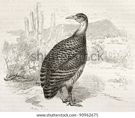 Red-winged Tinamou old illustration (Rhynchotus rufescens). Created by Kretschmer, published on Merveilles de la Nature, Bailliere et fils, Paris, ca. 1878