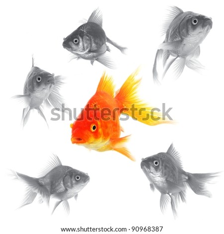 individual success winner outsider boss or motivation concept with goldfish isolated on white