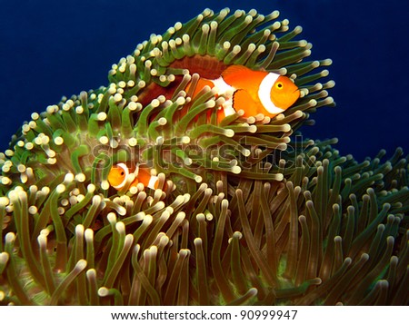 Western Clown-anemonefish Couple at Martatua Island, Indonesia