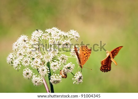 Orange butterfly's. Close up of two orange butterflies. One butterfly is flying around the other one that is standing on the white flower that is growing on the meadow.