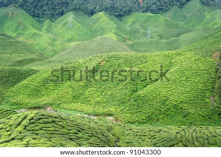 tea farm landscape from top view