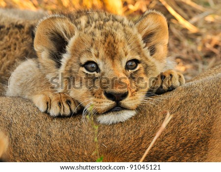 Lion cub resting on mom Royalty-Free Stock Photo #91045121