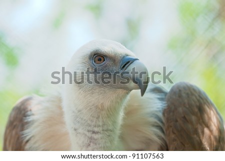 Photo condor close up on an abstract background