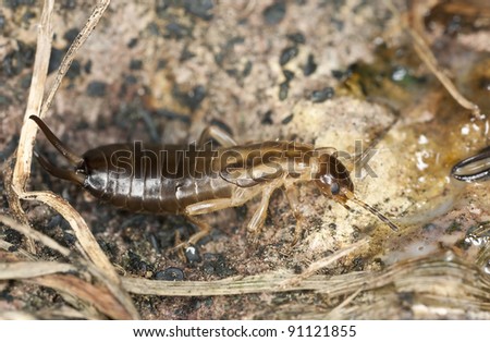 Earwig on ground, extreme close-up with high magnification