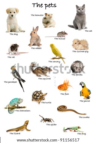 Collage of pets and animals in English in front of white background, studio shot