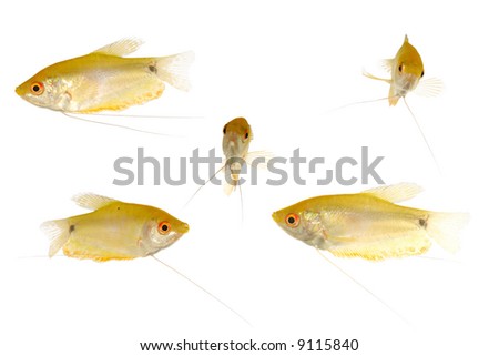 Group of yellow fish. Taken on a clean white background.