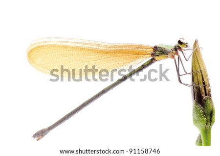 insect damselfly dragonfly isolated on white