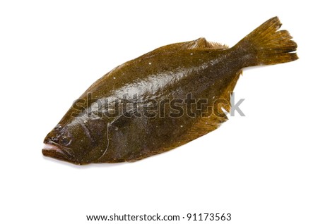 olive flounder
