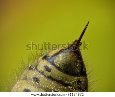 Stinger of a common wasp Royalty-Free Stock Photo #91184972